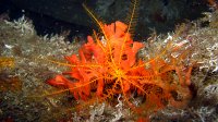 060 Comatule (Antedon mediterranea)